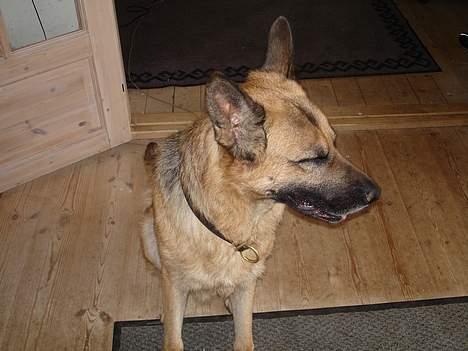 Schæferhund Yascho billede 4