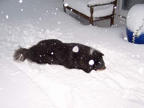 Collie langhåret Sheik - Min bold må da være her et sted.............??? billede 16