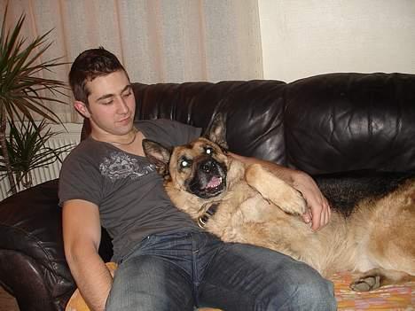 Schæferhund Yascho billede 5