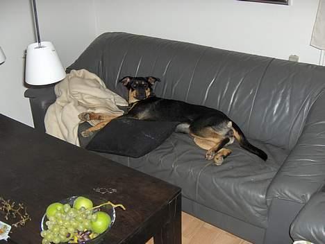 Blanding af racer bella - hun kan godt finde ud af at flyde ud i vores 3 pers. sofa (-: billede 6