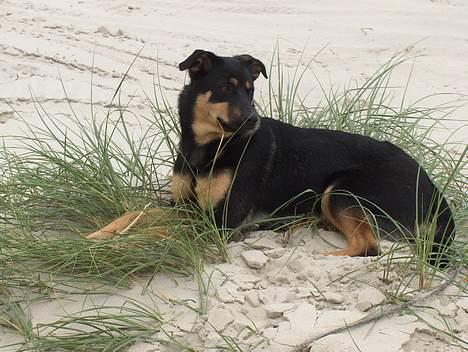 Blanding af racer bella billede 7