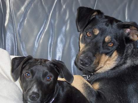 Blanding af racer bella billede 8