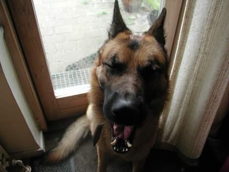 Schæferhund Yascho - Gaaaab billede 6