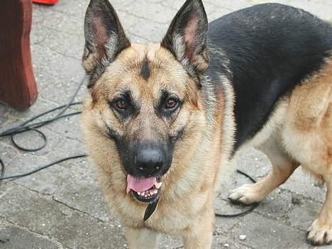 Schæferhund Yascho billede 7