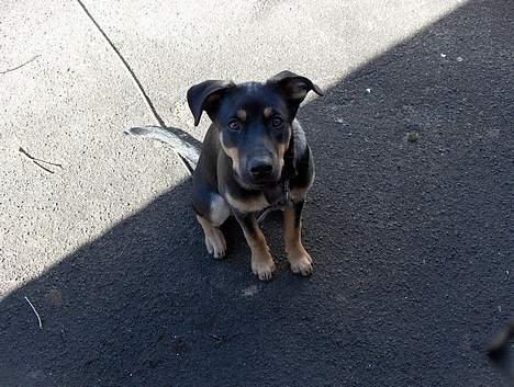 Blanding af racer bella billede 9