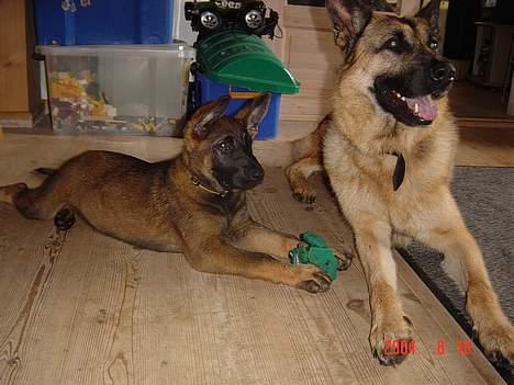 Schæferhund Yascho - Yascho og Athena billede 8