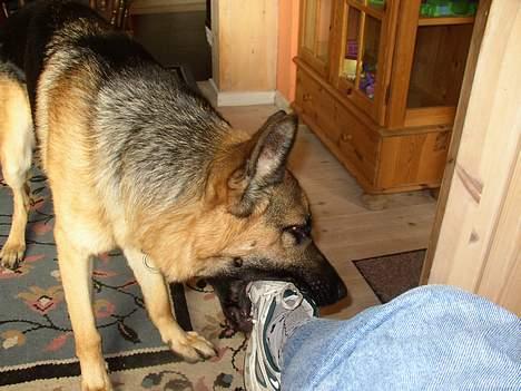 Schæferhund Yascho - Mmm mums billede 9