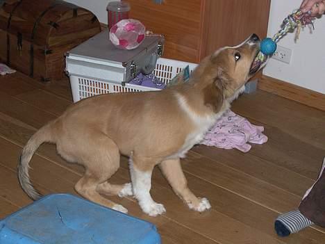Border collie lady (død) R.I.P  - årrr det er mit legetøj gi´så slip  billede 11