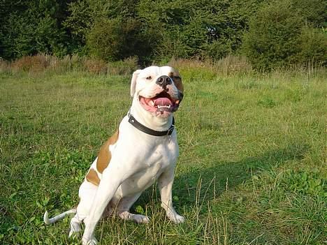 Amerikansk bulldog Jolli - DET HER ER MOR´S PIGE! billede 1