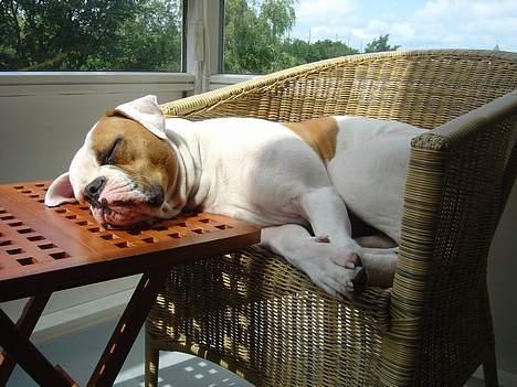 Amerikansk bulldog Jolli - Låner lige bordet hos mors kammerat..... billede 2