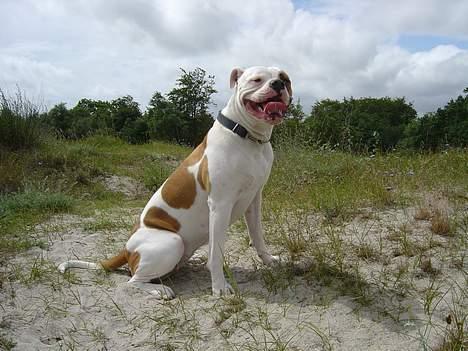 Amerikansk bulldog Jolli - På stranden med mor billede 3