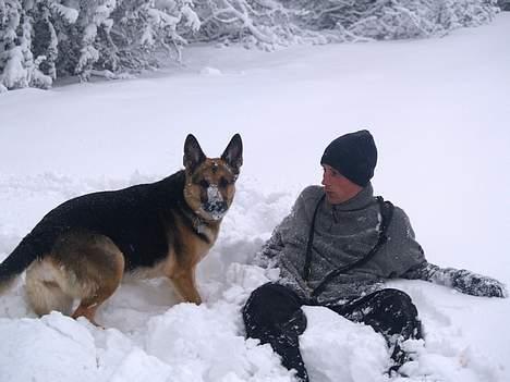 Schæferhund Sille (Zacho Rini) billede 12