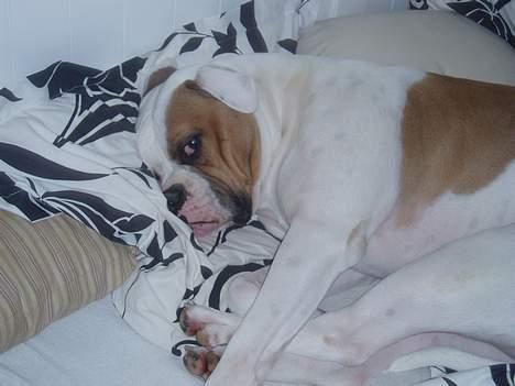 Amerikansk bulldog Jolli - Åhhh jeg tager mig forsat lige en lur selv om mor er gået billede 4