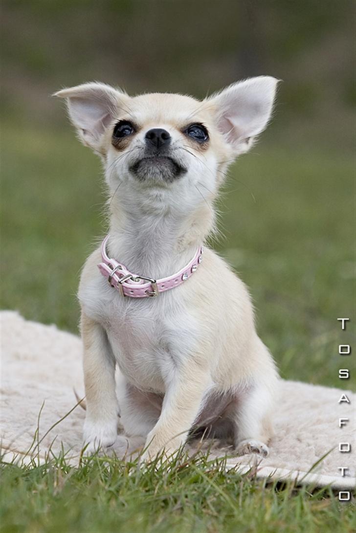 Chihuahua *Honey-Pie <3* - Hejsa =o) Jeg hedder Honey-Pie.. billede 1