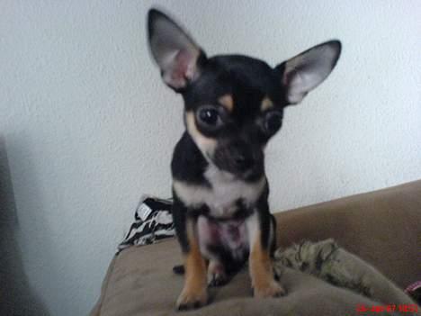 Chihuahua King billede 2