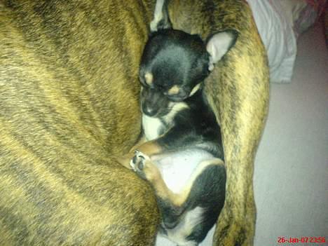 Chihuahua King - gud jeg sover godt... i tulles ben... mor og fars fælles hund billede 3