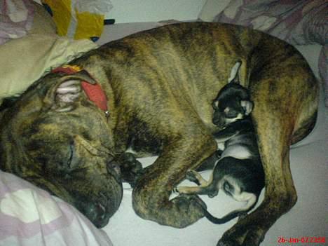 Chihuahua King - her sover jeg godt.. sammen med tulle..( mor og far fælles hund).. billede 4