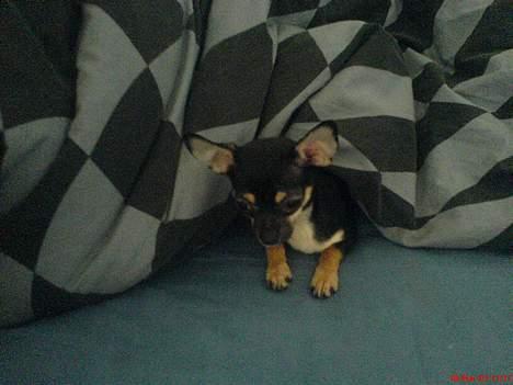 Chihuahua King - godmorgen mor... så er king den store vågnet billede 5