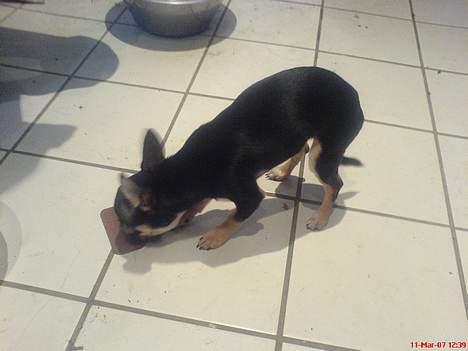 Chihuahua King - mmmmm chokolade.. billede 6