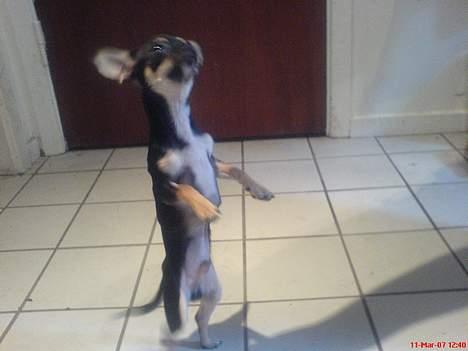 Chihuahua King - jeg danser... jahuuu billede 7