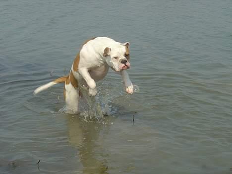 Amerikansk bulldog Jolli - Vandet var skønt den dag i 2005 billede 5