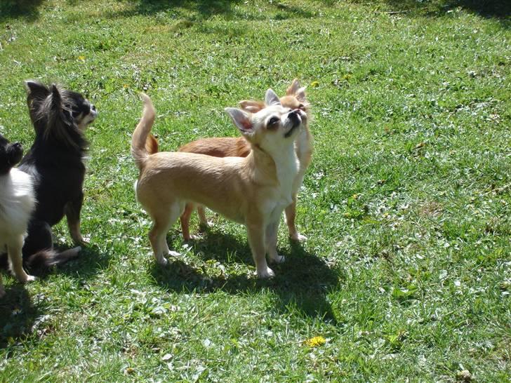 Chihuahua *Honey-Pie <3* billede 2