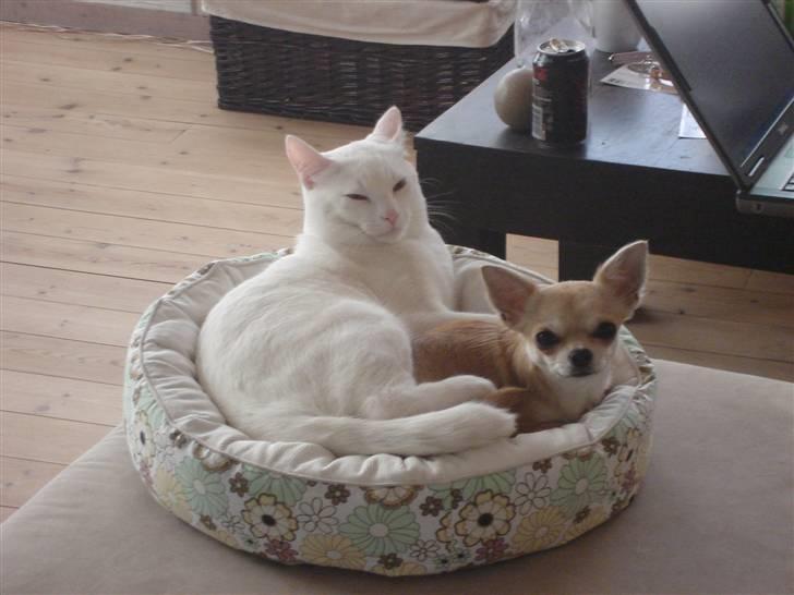 Chihuahua *Honey-Pie <3* billede 3