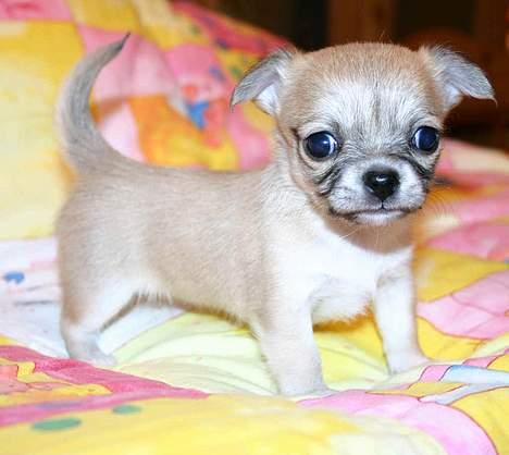 Chihuahua *Honey-Pie <3* - Mig 7 uger.. se hvor lækker jeg er hih.. var der nogen der søgte en fotomodel?? billede 4