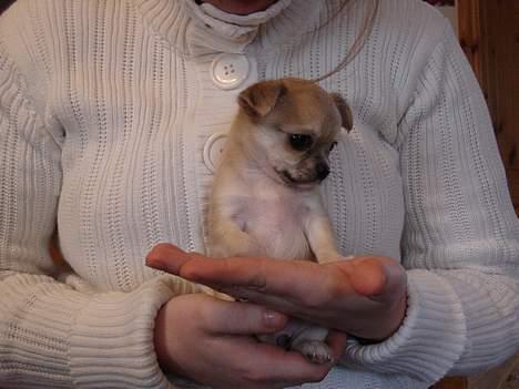 Chihuahua *Honey-Pie <3* - Mor holder mig første gang da jeg er 7 uger gammel =oD billede 5