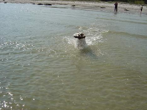 Amerikansk bulldog Jolli - Mor kaster med kæp rigtig godt! billede 6