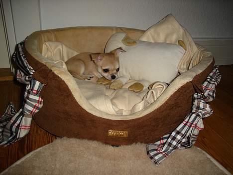 Chihuahua *Honey-Pie <3* - Her er jeg så kommet hjem 9 uger og tre dage gammel... Jeg fandt straks min seng, det var en lang tur hjem fra Tyskland gaaab.. billede 6