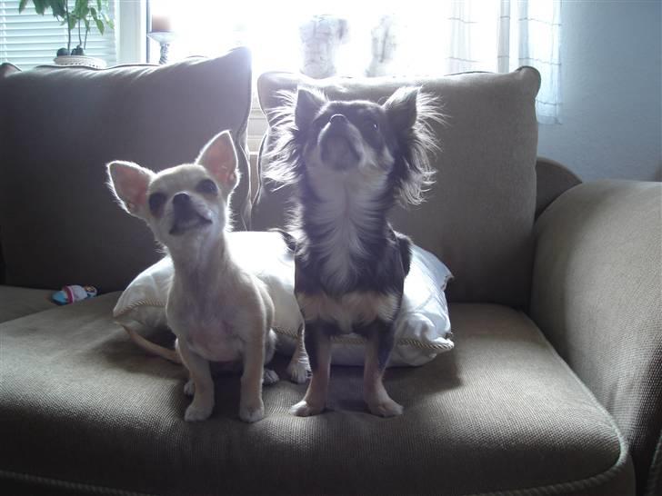 Chihuahua *Honey-Pie <3* billede 7