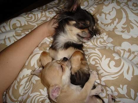 Chihuahua *Honey-Pie <3* - Storesøster er blød at sove på <3 <3 <3 billede 8