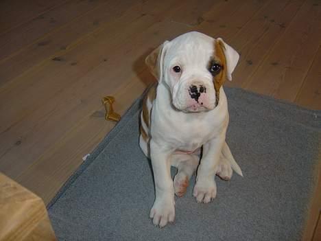 Amerikansk bulldog Jolli - Jeg var hvalp engang.... billede 7