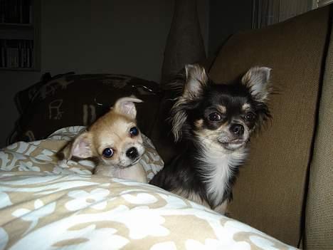 Chihuahua *Honey-Pie <3* - Jamen halløjsa.. her sidder vi lige *SS* billede 9