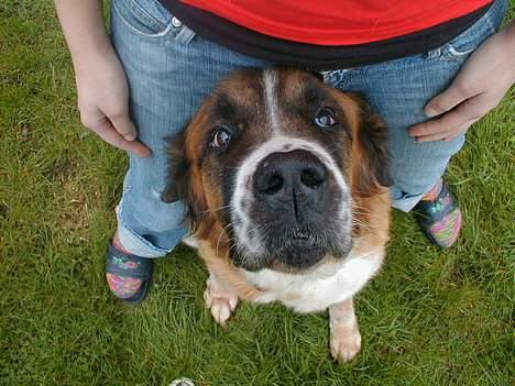 Sankt bernhardshund Bianca *R.I.P* billede 1