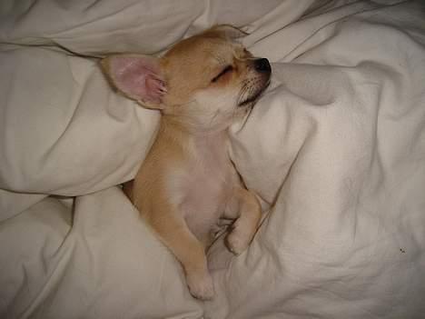 Chihuahua *Honey-Pie <3* - Søøøøøøvnig lille hvalp.. billede 10