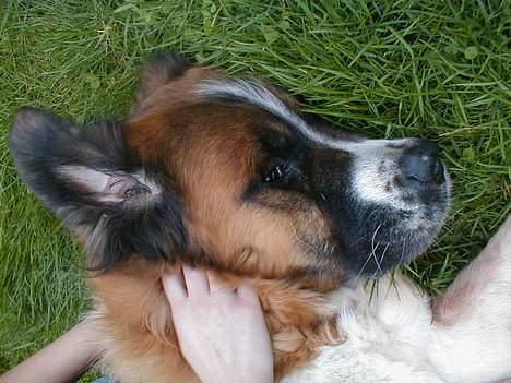 Sankt bernhardshund Bianca *R.I.P* billede 2