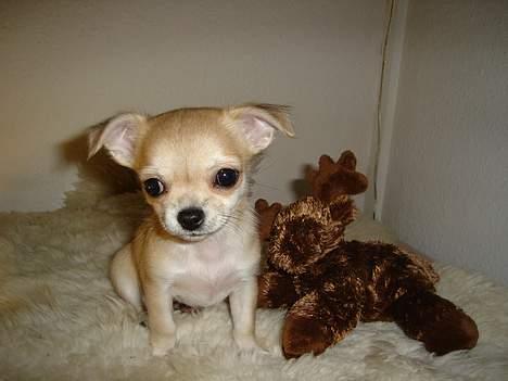 Chihuahua *Honey-Pie <3* - Her er jeg med min mr. moose.. det er min yndlings elg bamse <3 <3 <3 billede 11