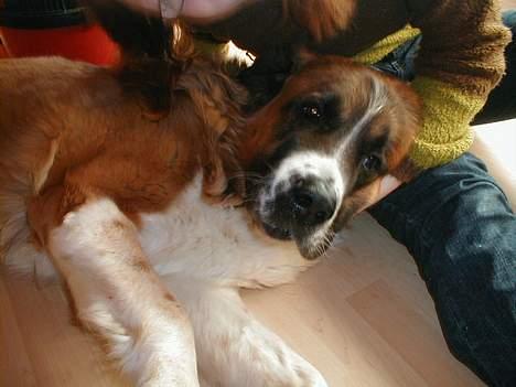 Sankt bernhardshund Bianca *R.I.P* billede 4