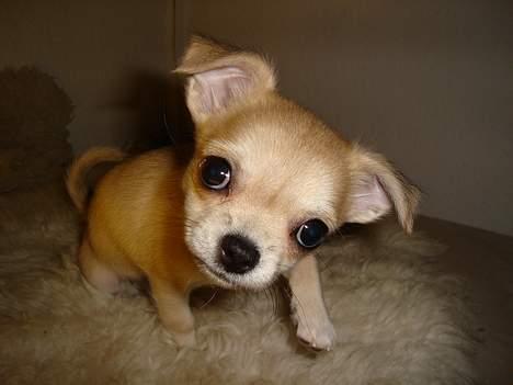 Chihuahua *Honey-Pie <3* - kuuuuuuuuuuuuuuuuuuuuuuk kuk.... billede 12