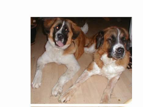 Sankt bernhardshund Bianca *R.I.P* - mozart og bianca billede 5