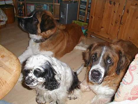 Sankt bernhardshund Bianca *R.I.P* - Mozart, perle og Bianca billede 6