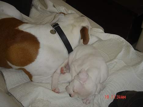 Amerikansk bulldog Jolli - Okey... Vi deles der er plads nk endnu..... billede 8