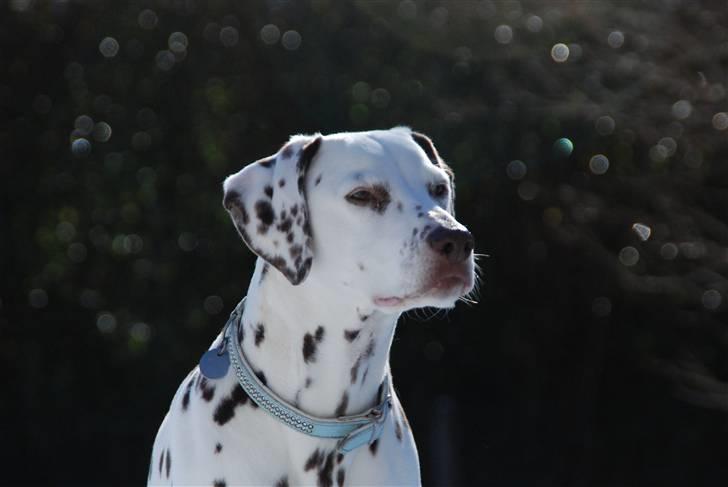 Dalmatiner Mille - R.I.P - Mille i haven - Starten af marts 2010 <3 billede 17