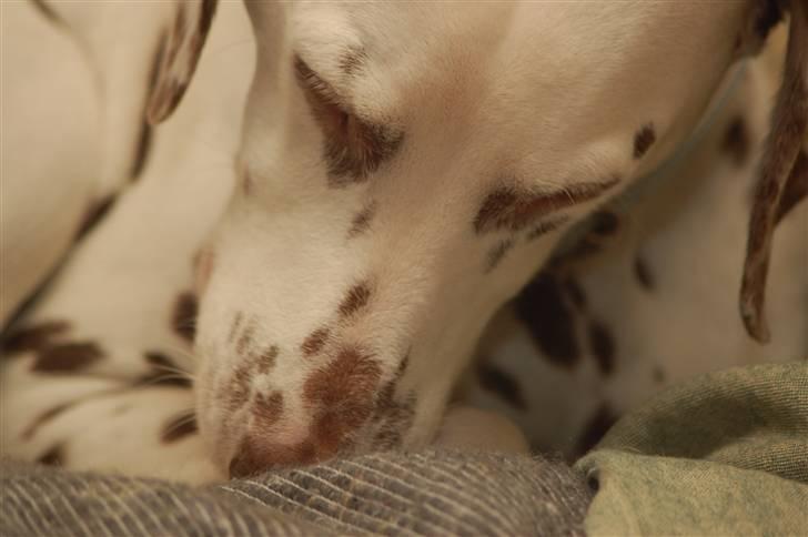 Dalmatiner Mille - R.I.P - Min lille kærlige hund :) 19/12-07 Foto: mig billede 19