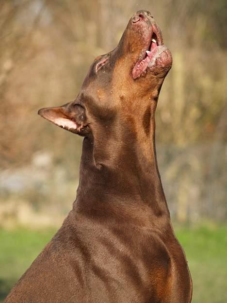 Dobermann Magic v Dunav Stam R.I.P. billede 13