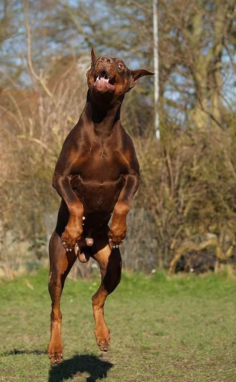 Dobermann Magic v Dunav Stam R.I.P. billede 15