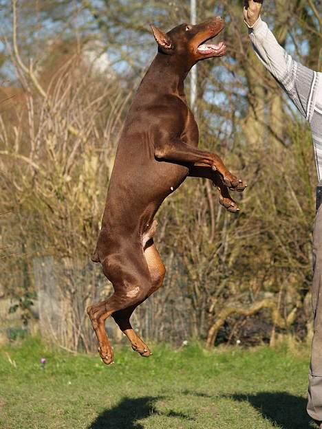 Dobermann Magic v Dunav Stam R.I.P. billede 16