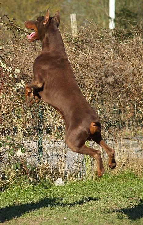 Dobermann Magic v Dunav Stam R.I.P. billede 17